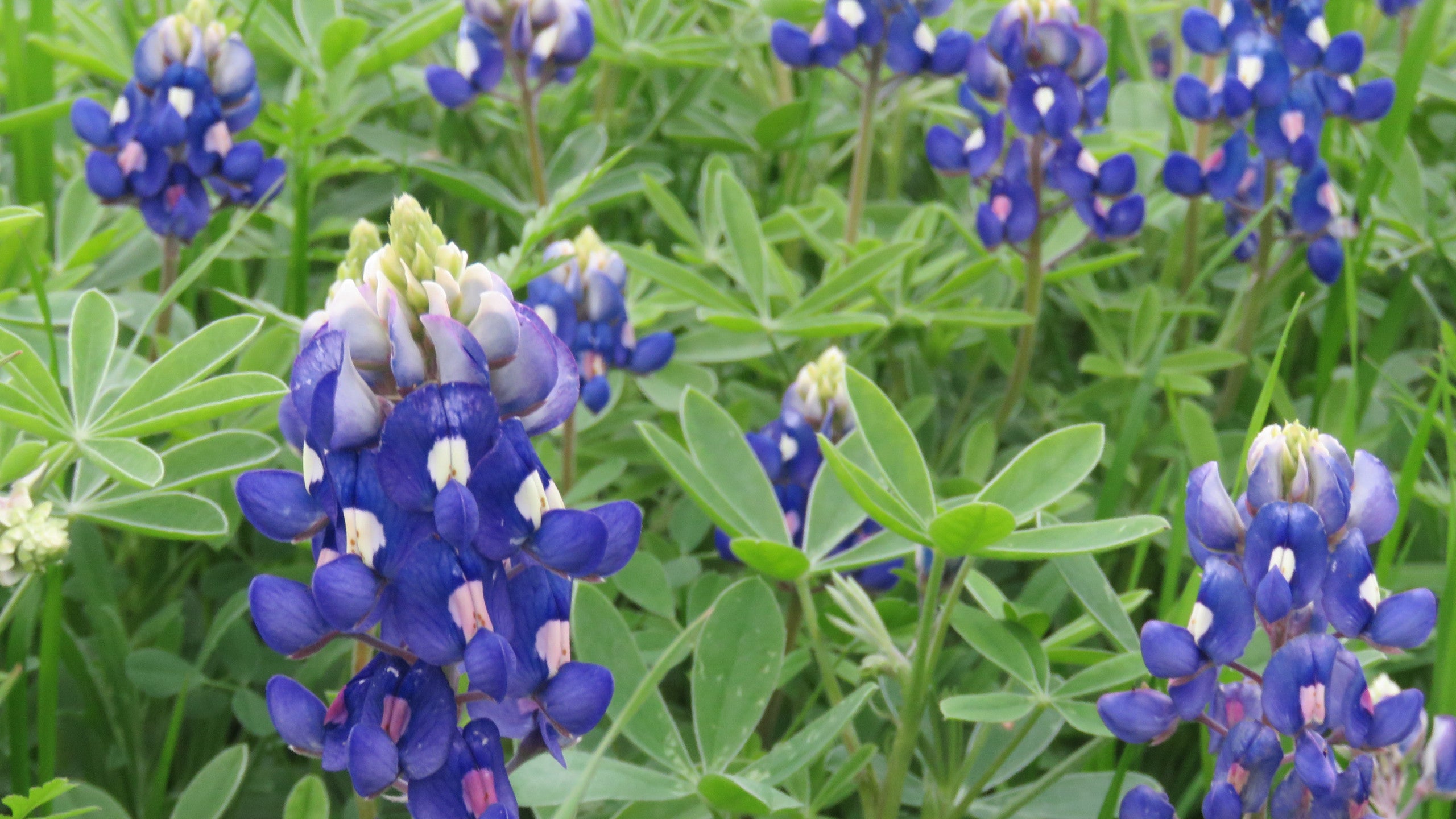 Blue Bonnets