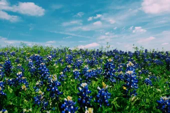 field of blue bonnets